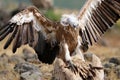 Eurasian Griffon Gyps fulvus Royalty Free Stock Photo