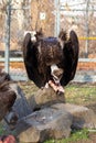 Eurasian Griffon vulture eating meat. Wild Bird of prey meal Royalty Free Stock Photo