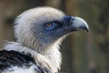 Eurasian griffon vulture