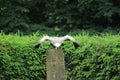 Eurasian griffon vulture