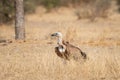 Eurasian Griffon vultures Gyps fulvus in an open grassland at thar desert national park, jaisalmer Royalty Free Stock Photo