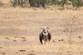 Eurasian Griffon vultures Gyps fulvus in an open grassland at thar desert national park, jaisalmer Royalty Free Stock Photo