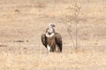 Eurasian Griffon vultures Gyps fulvus in an open grassland at thar desert national park, jaisalmer Royalty Free Stock Photo