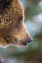 Eurasian Grizzly bear walks around in the forests of Europe