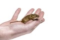 Eurasian harvest mouse on hand, Micromys minutus