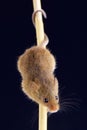 Eurasian harvest mouse (Microbes minutus)