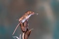 Eurasian harvest mouse