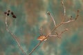 Eurasian harvest mouse