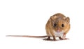 Eurasian harvest mouse, Micromys minutus