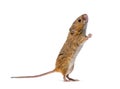 Eurasian harvest mouse Micromys minutus Royalty Free Stock Photo
