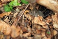 Eurasian harvest mouse