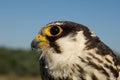 Eurasian Hobby; Boomvalk; Falco subbuteo Royalty Free Stock Photo
