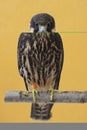 Eurasian Hobby(Falco Subbuteo)