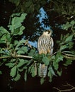 Eurasian Hobby, falco subbuteo, Adult standing on Branch