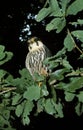 Eurasian Hobby, falco subbuteo, Adult standing on Branch