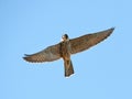 Eurasian hobby (Falco subbuteo) Royalty Free Stock Photo
