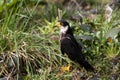 Eurasian Hobby, falco subbuteo, Normandy