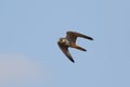 Eurasian Hobby falcon Falco subbuteo flying, in flight