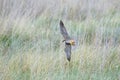 Eurasian Hobby falcon Falco subbuteo flying, in flight, bankin Royalty Free Stock Photo