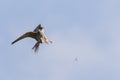 Eurasian Hobby falcon Falco subbuteo flying, in flight