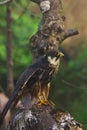 Eurasian hobby Royalty Free Stock Photo