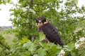 Eurasian hobby Royalty Free Stock Photo