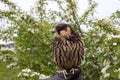 Eurasian hobby Royalty Free Stock Photo