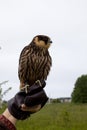 Eurasian hobby