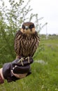 Eurasian hobby