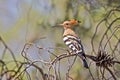 Eurasian Hoopoe Bird Royalty Free Stock Photo