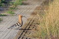 Eurasian hoopoe bird Royalty Free Stock Photo