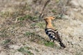 Eurasian Hoopoe bird Royalty Free Stock Photo