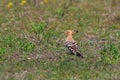 Eurasian Hoopoe bird Royalty Free Stock Photo