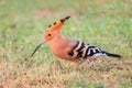 The Eurasian hoopoe  bird in the grass Upupa epops Royalty Free Stock Photo