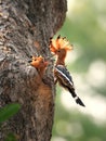 Eurasian hoopoe bird