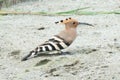 Eurasian hoopoe Bird sitting on the ground Upupa epops Royalty Free Stock Photo