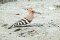 Eurasian hoopoe Bird sitting on the ground Upupa epops Royalty Free Stock Photo