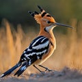 Eurasian hoopoe perched on the ground