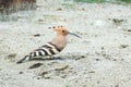 Eurasian hoopoe Bird sitting on the ground Upupa epops Royalty Free Stock Photo