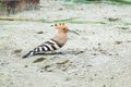 Eurasian hoopoe Bird sitting on the ground Upupa epops Royalty Free Stock Photo