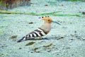 Eurasian hoopoe Bird sitting on group (Upupa epops) Royalty Free Stock Photo