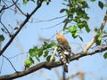 Eurasian Hoopoe Bird With Striped Tail Royalty Free Stock Photo