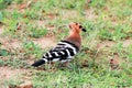 Eurasian Hoopoe Bird Royalty Free Stock Photo