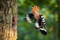 Eurasian hoopoe breeding in nest inside tree and feeding young chick