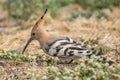 Eurasian hoopoe Close Shot