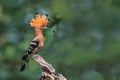 Eurasian Hoopoe or Common Hoopoe or Upupa epops. Royalty Free Stock Photo