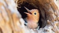 The Eurasian Hoopoe or Common hoopoe (Upupa epops) bird chicks prepares to fly out. Generative AI