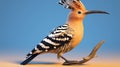 Eurasian Hoopoe or Common hoopoe (Upupa epops)