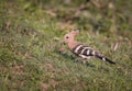 Eurasian hoopoe.hoopoe is an exotic looking bird that is the size of a mistle thrush Royalty Free Stock Photo