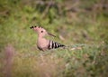 Eurasian hoopoe.hoopoe is an exotic looking bird that is the size of a mistle thrush Royalty Free Stock Photo